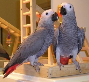 african grey