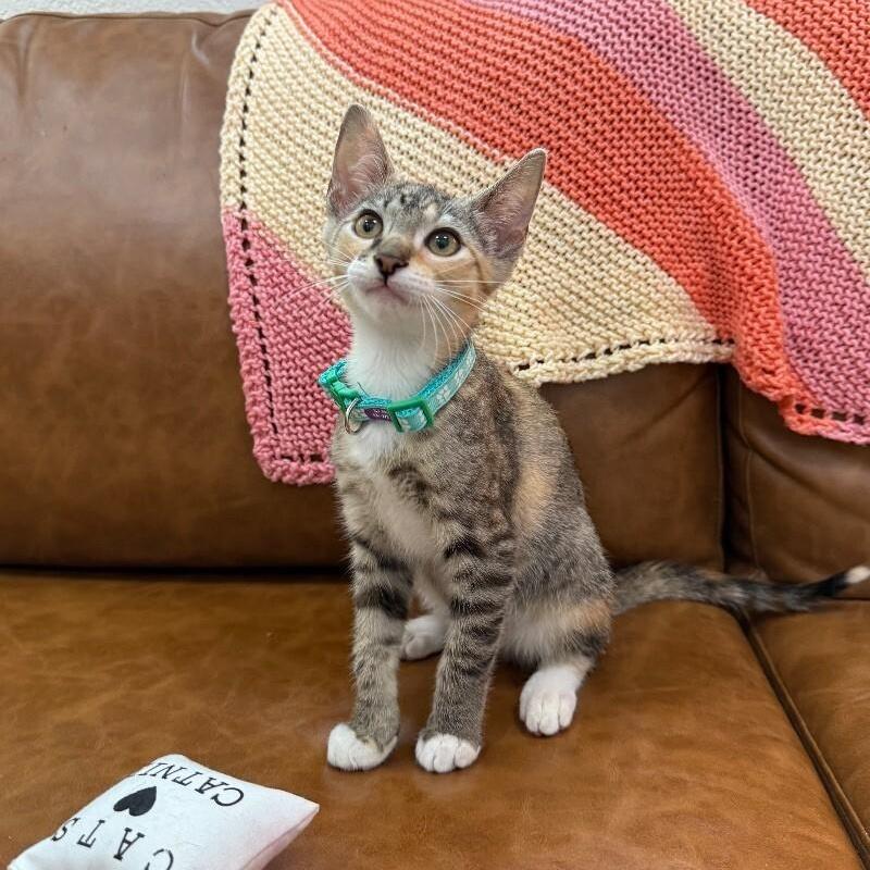 calico