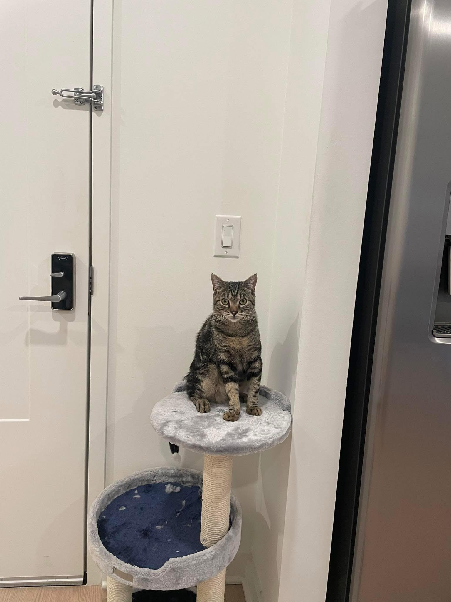 maine coon 1