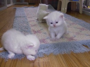 persian