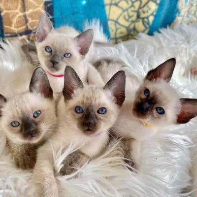 siamese