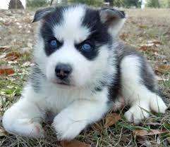 siberian h