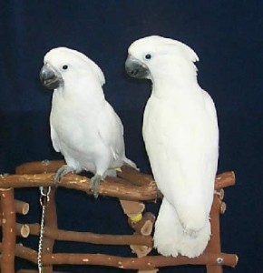 umbrella cockato
